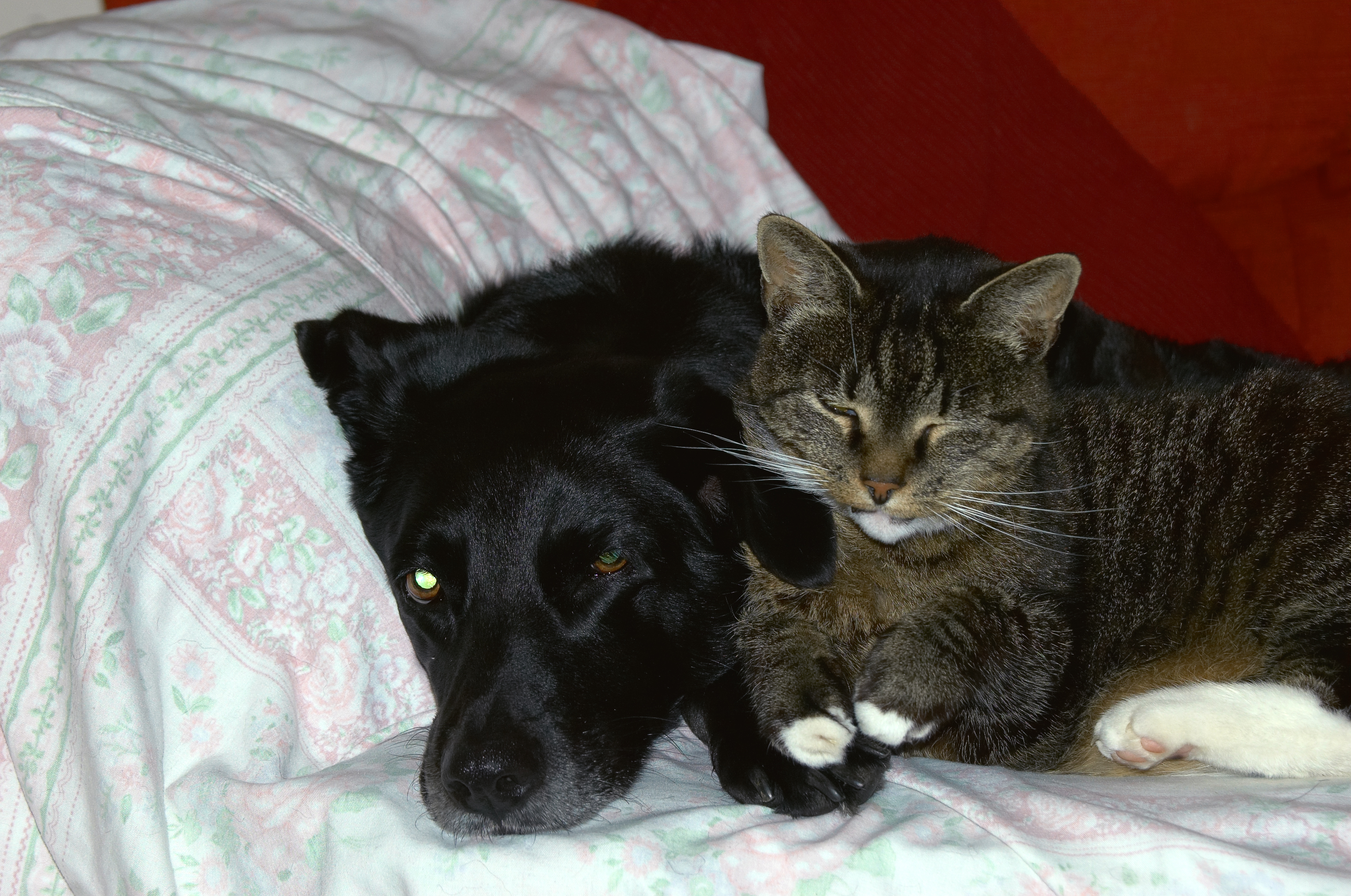 Introducing cats and dogs to best sale live together